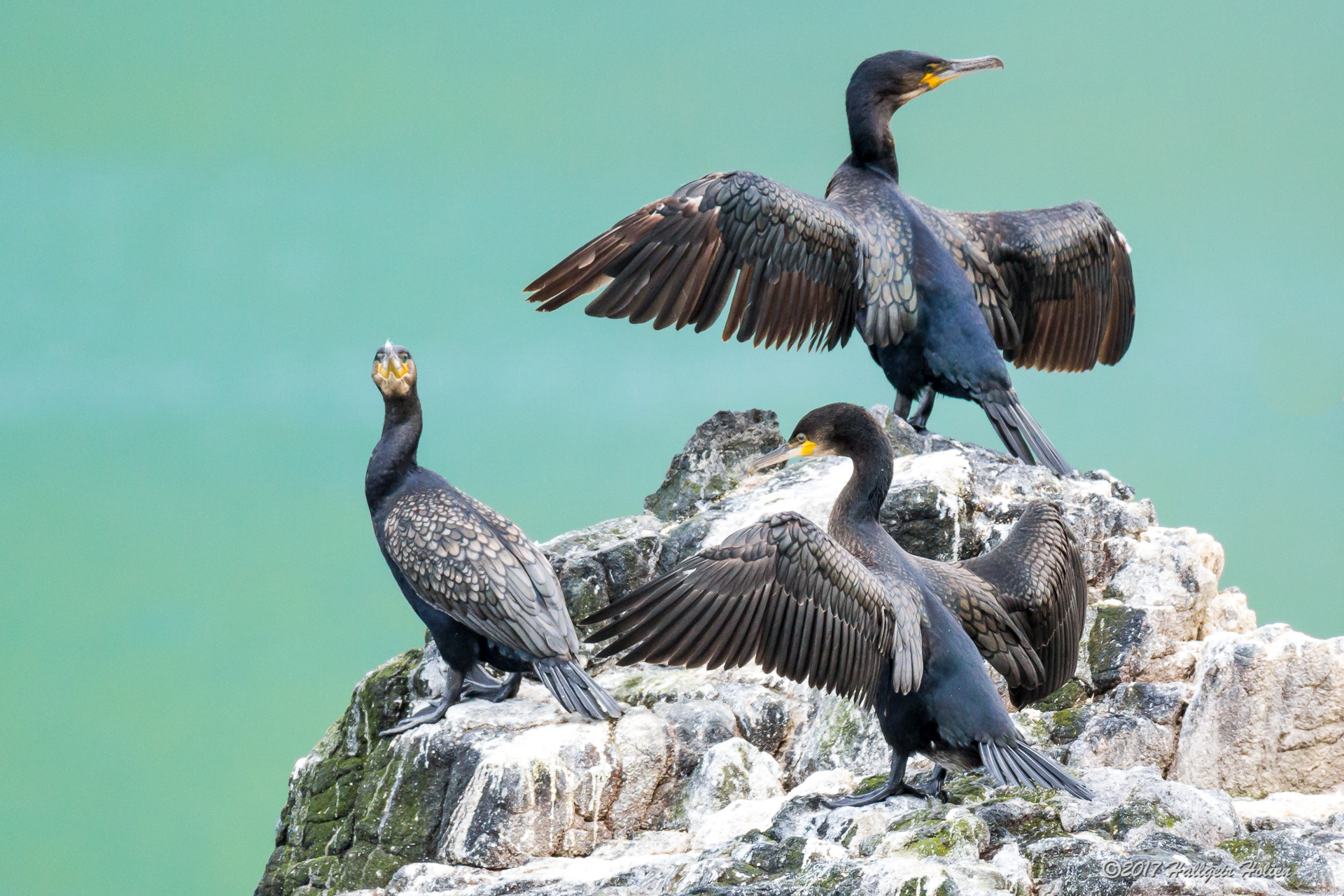 Cormorants resting
